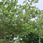 mahadharshini C V Profile Picture