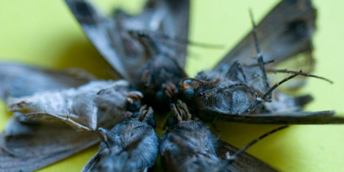 Article Picture