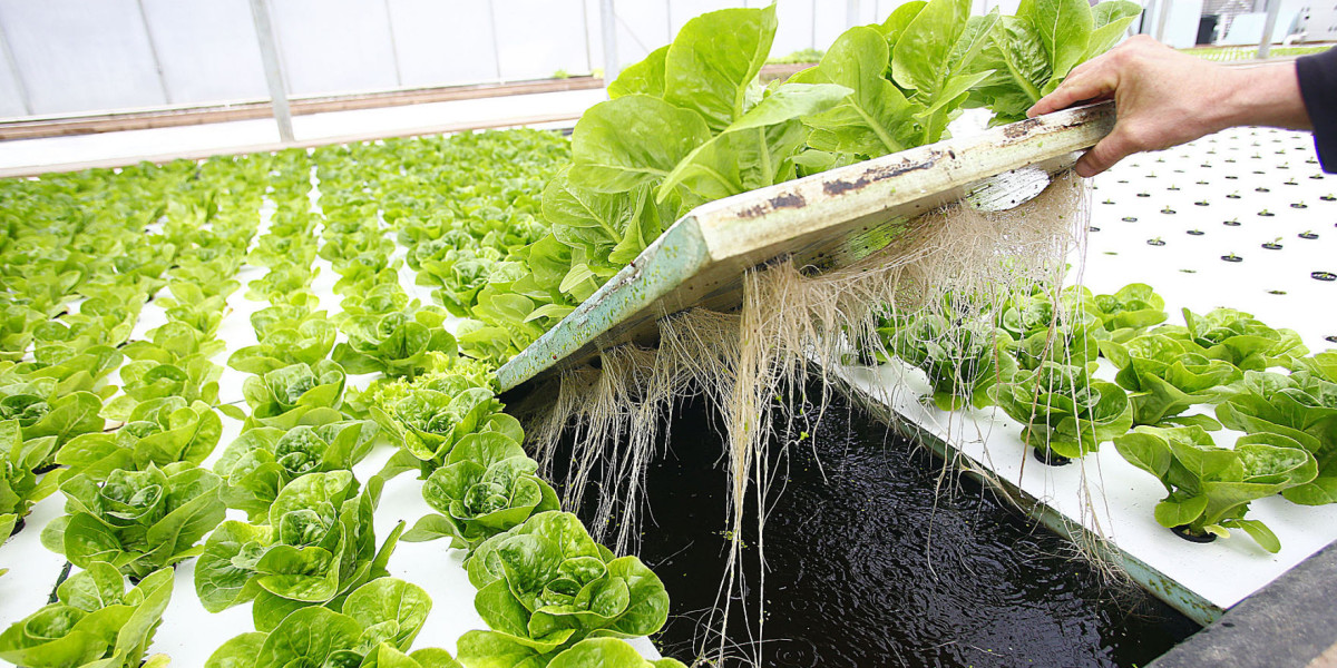 Hydrophonics Market Trends : Size, Share, Growth Drivers & Future Forecast